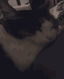 Cute Cat GIF - Cute Cat Sleeping GIFs