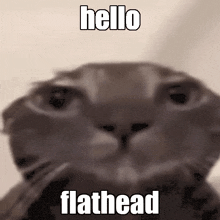 Hello Flathead GIF - Hello Flathead Flat GIFs
