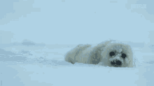 Seal Pup Snow GIF - Seal Pup Snow Cold GIFs