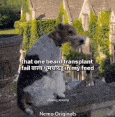a dog with a caption that says " that one beard transplant fail " on it