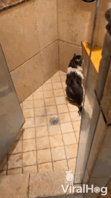 Taking A Shower Viralhog GIF - Taking A Shower Viralhog Washing Up GIFs