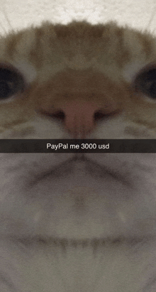 Bglamours Paypal Me 3000 Usd GIF