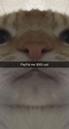 a picture of a cat with paypal me 3000 usd written on it