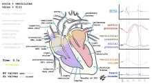 Heart Anatomy GIF - Heart Anatomy GIFs