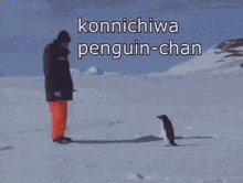 Penguin Attack GIF - Penguin Attack GIFs