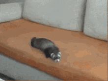 Ferret Fuck Everything GIF - Fuckthat Fuckthis Fuckeverything GIFs