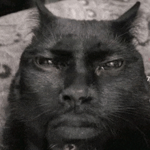 a black cat with horns and a beard is sitting on a couch .