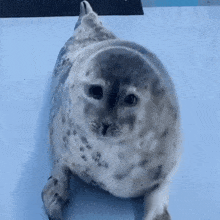 a seal that looks like a cat is laying on its back