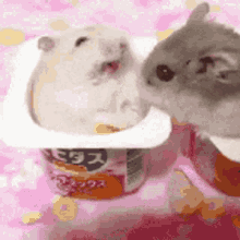 Hamster Kurumichan GIF