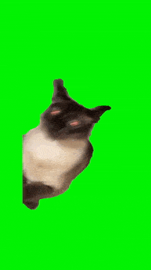 Cat Meme Listening To Music GIF - Cat Meme Cat Listening To Music GIFs