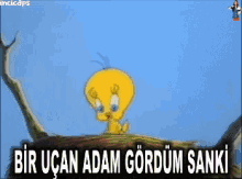 Uçan Adam GIF - Uçan Adam Kedi Kus GIFs
