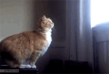Cat Fail GIF - Cat Fail GIFs