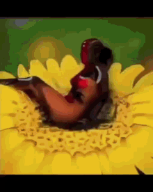 Wow Butterfly GIF - Wow Butterfly GIFs
