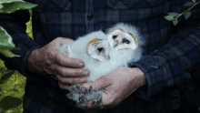 Carrying The Owls Robert E Fuller GIF - Carrying The Owls Robert E Fuller Holding The Owls On My Arms GIFs