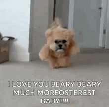 a dog dressed as a teddy bear is running on a leash in a room .