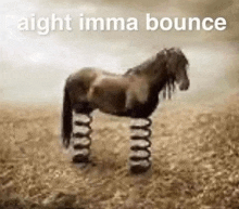a horse is standing on a spring in a field .