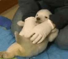 Tickle Tickle GIF - Tickle Polarbear Cub GIFs
