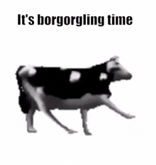Borgorglis Cow GIF