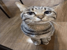 Cat Stare GIF - Cat Stare Cool GIFs