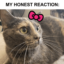 a cat with a hello kitty bow on its head and the caption my honest reaction