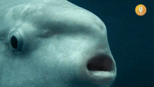 Mola Mola Pez Luna GIF