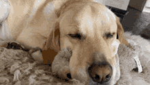 Possessed Dog Elly Belly Boo Boo GIF - Possessed Dog Elly Belly Boo Boo GIFs