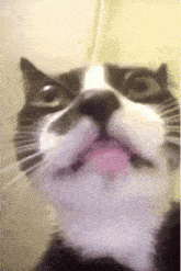 Repulsed Cat Cringe Cat GIF - Repulsed Cat Cringe Cat Cat GIFs