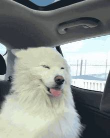 Dog Wholesome GIF - Dog Wholesome Windy GIFs