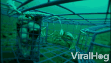 Completely Filling A Crab Trap Crabs GIF - Completely Filling A Crab Trap Crabs Crustacean GIFs
