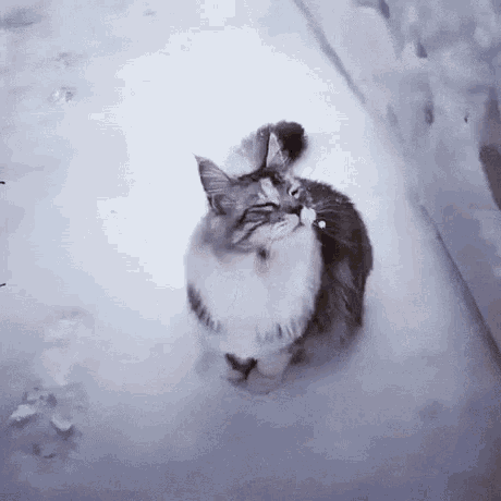 Cute Cat Gif - IceGif