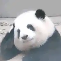huahua-huahuapanda.webp