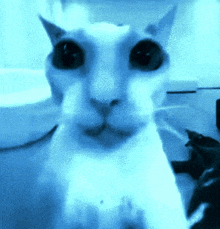 a close up of a cat 's face in a blue background