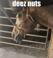 Deez Nuts Horse Horse Fan GIF - Deez Nuts Horse Horse Fan Horse GIFs