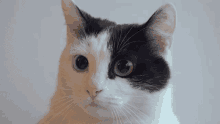 Cat Eyes GIF - Cat Eyes GIFs
