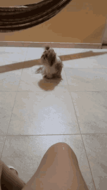 a small white dog is sitting on a tiled floor next to a hammock