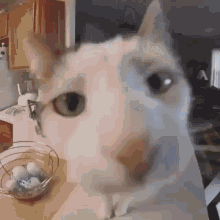 Cat Cat Face Comp GIF - Cat Cat Face Comp Cuddles GIFs