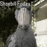 Shoebill Friday GIF - Shoebill Friday GIFs