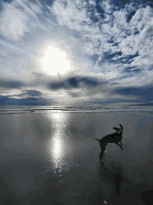 Dog Run GIF - Dog Run Beach GIFs