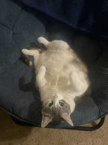 a cat is laying on its back in a chair