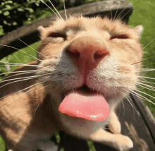 Silly Cat Cat GIF