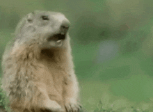 a ground squirrel with its mouth open and the word what on the bottom