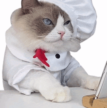 chef meow