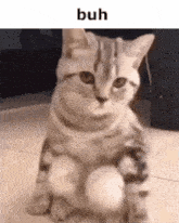 Buh Cat GIF - Buh Cat Buh Cat GIFs