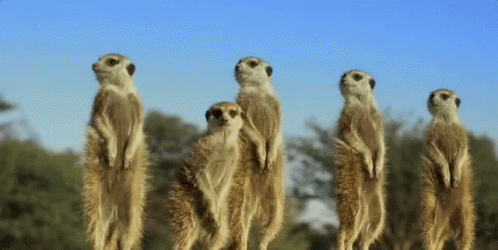 Meerkats Looking GIF - Meerkats Looking Serious - Discover & Share GIFs
