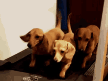 Wiener Dog GIF - Wiener Dog Tread GIFs