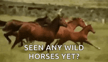 Horses Running GIF - Horses Running Run GIFs