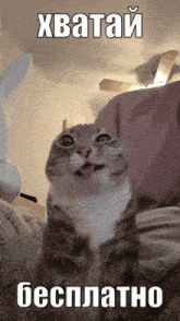 a picture of a cat with a caption in russian that says xbatai