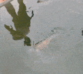 a fish is swimming in a body of water next to bricks