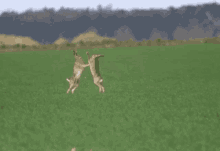 Bunny Fight GIF - Bunny Fight Try GIFs