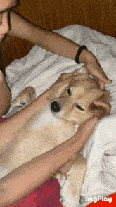 a person petting a dog on a bed with the words imgplay below them
